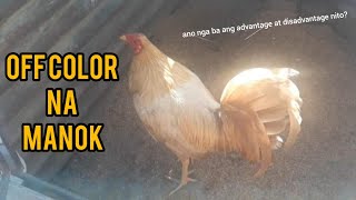 Ano ang Advantage at Disadvantage ng Off Color na Manok [upl. by Blood398]