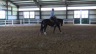 Intro to start Riding in the Hackamore  Horse Training [upl. by Etteniuqna122]