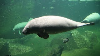 Manat  Manatee  Afrykarium Zoo Wroclaw 2024 [upl. by Kurt]