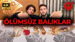 BALIK MUMYALAMAK  Etil Alkolde Balık Saklamak [upl. by Wilkison979]