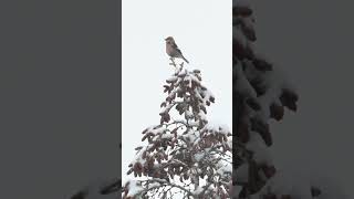 Whitewinged crossbill bird shorts [upl. by Corotto]