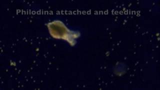 Philodina Rotifer Life Cycle [upl. by Ynaffital]