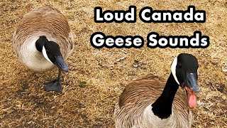 What Does Canada Geese Sound Like  Loud Canada Goose Sounds and Calls  Sound Effects [upl. by Ravens]