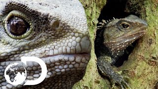 What On Earth Is A Tuatara  Modern Dinosaurs [upl. by Ronda]