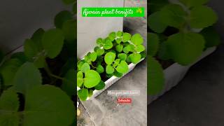 Ajwain herb 🌿 Plant Benifits  Ajawain Plant ☘️ At My Home Gardenajwainbenefitsajwainplantshorts [upl. by Jaddan]