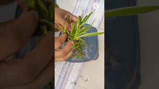 Spider plant attitude gardenplants terracegardenlive support share ytshorts [upl. by Lolande262]