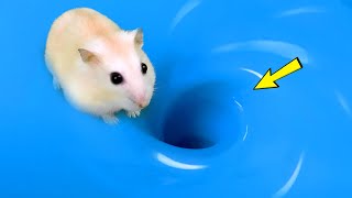 🔴🌊 DIY Hamster Maze 🐹 Hamster Escapes Maze Whirlpool 😱 hamstermaze mazediytraps [upl. by Corabelle]