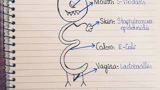 Normal microbial Floraeasy way to remember normal Flora [upl. by Kinson960]