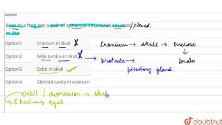 Eyes in a frog are a pair of spherical structures situated in the [upl. by Aztin664]