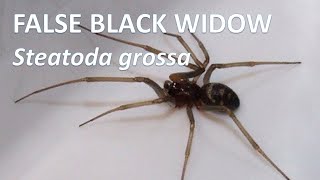 False Black Widow Brown House Spider  Steatoda grossa narrated video [upl. by Pazia]