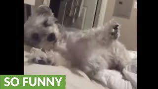 Funny dog successfully annoys owner with classic game [upl. by Negrom]