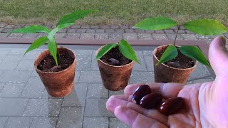 Growing Lychee Litchi from Seed [upl. by Lyckman]