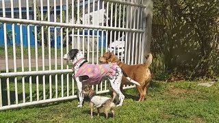 Cahorros LATINDO no Portão Latido de Pinscher e Latido de Cachorros Grandes [upl. by Niccolo]