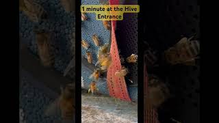 ASMR 1 minute at a honey bee hive entrance asmr farming honey savethebees [upl. by Alig59]