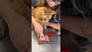 Votre Chat Pour toujours❤️ [upl. by Ainnos]