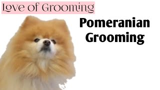 Grooming a Pomeranian [upl. by Millian]