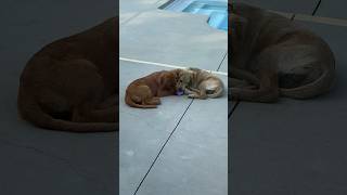 Golden retrievers playing poolside dog [upl. by Denn583]