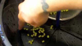 Perfect Sprouts Every TIme in the Freshlife Automatic Sprouter part 1 [upl. by Saibot]