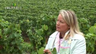 La viticulture en champagne  Truffaut [upl. by Adleme200]