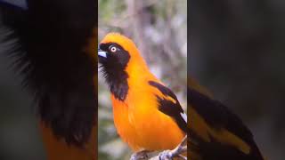 Orangebacked Troupial at Hacienda Herrera Tambopata Peru [upl. by Alyss]