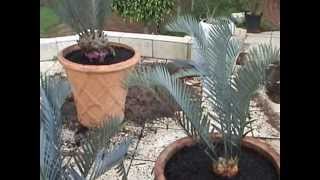 How to transplant Cycads and Suckers [upl. by Mona]