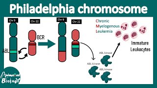 Philadelphia chromosome  Chromosome 9 to 22 translocation  BCRABL translocation CML pathology [upl. by Tempest19]