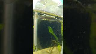 Platinum Halfbeak Halfbeak fish fish aquarium plants [upl. by Jelena410]