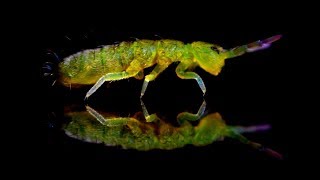 Springtails in Aquariums  The Best Fish Food [upl. by Radu]