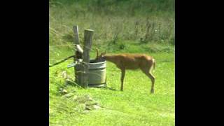 Deer drinking out of water trough [upl. by Hpeseoj]