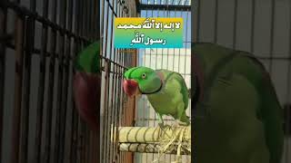 Alexander Parrot Achi Baty Krna Sekh jaty Ha Top Speaking Parrots is Raw [upl. by Merola791]