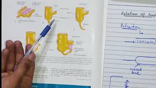 Development of Cecum and Appendix  Embryology of GIT [upl. by Tiebold440]