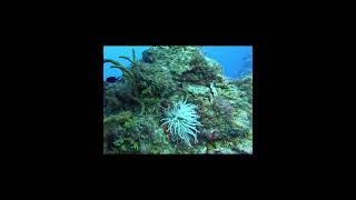 Sea anemones are predatory invertebrates that sting🤿👀anemone scubadiving sealife shorts dive [upl. by Bidget]