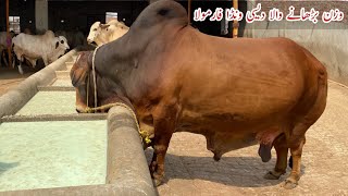 Desi Fattening Wanda Formula for Qurbani Animals ll Chaudhary Cattle Farm cattlefarm cow bull [upl. by Eisak]