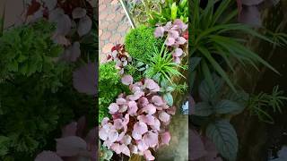 Easy propagation of begonia plant makes more colorful in btn greeny garden stepbystep diygarden [upl. by Deryl]