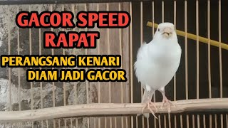 PANCINGAN KENARI GACOR SPEED RAPAT PERANGSANG KENARI DIAM JADI GACOR [upl. by Berkow]