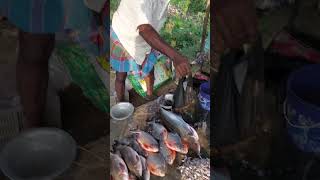 Mo gan re Fish market bangalore food odisha [upl. by Maram]