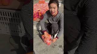 Very happy cutting red pear fruit eating so fresh fruit landscape natural [upl. by Amlas485]