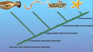 Constructing a Cladogram [upl. by Sena117]