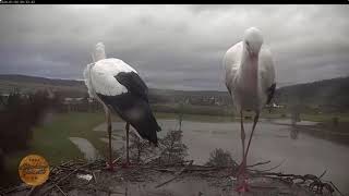 2024 01 04 Storchennest Lindheim Hessen Schäden am Nest werden von Beiden begutachtet und behoben [upl. by Osbert]