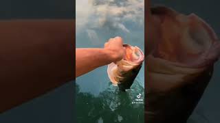 fishline bassfishing spottedbass fishing bass fishingisacontactsport sportfishing [upl. by Ck]