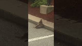 Redtailed Hawk catching a Rat [upl. by Frechette]