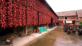 Descubra o paraíso da pimenta da Sérvia e o artesanato da tecelagem de tapetes Pirot [upl. by Eelynnhoj819]