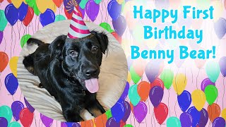 Happy 1st Birthday To My Beautiful Puppy Rescue Benny Bear [upl. by Niwri]