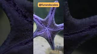 Starfish From Regeneration to Feeding Methods [upl. by Imugem]