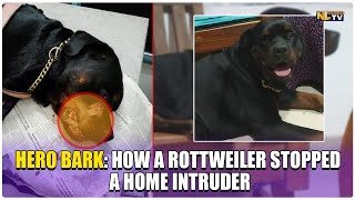 HERO BARK HOW A ROTTWEILER STOPPED A HOME INTRUDER [upl. by Enialahs582]