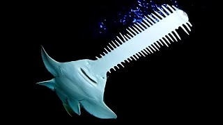 Largetooth Sawfish 🦈 This Fish has a SAW [upl. by Cornelius]