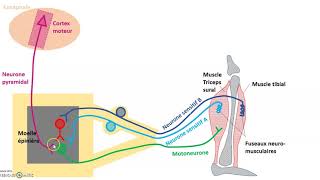 Lintégration des messages nerveux par le motoneurone en schéma [upl. by Mackay]