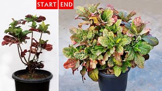 My TIPS To GROW a ▶MASSIVE amp ▶Beautiful Croton Plant [upl. by Nylear]