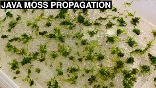 How to Propagate Java Moss  Improved Experiment Setup [upl. by Bran]