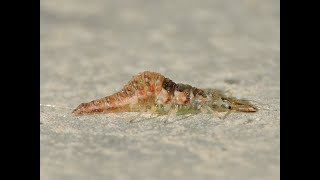 Green LacewingChrysopidae Larvae [upl. by Boeke119]